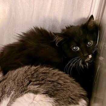 Rescue Domestic Short Hair Cats for Adoption in Evensville, Tennessee - Clarissa | PetCurious