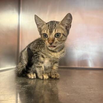 Lola 6423 -  Domestic Short Hair Cat for Adoption in Hamilton, Georgia - Lola 6423 | PetCurious