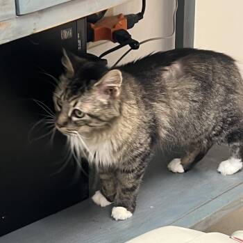 Zeva (Ziva) -  Domestic Long Hair Cat for Adoption in Wilmington, North Carolina - Zeva (Ziva) | PetCurious