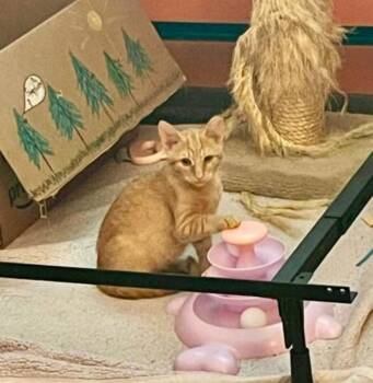 Tiny (Little Big Stuff) DM 0526 -  Domestic Short Hair Cat for Adoption - Tiny (Little Big Stuff) DM 0526 | PetCurious