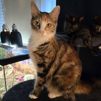Domestic Medium Hair Cats Available for Adoption - Bootsie | PetCurious