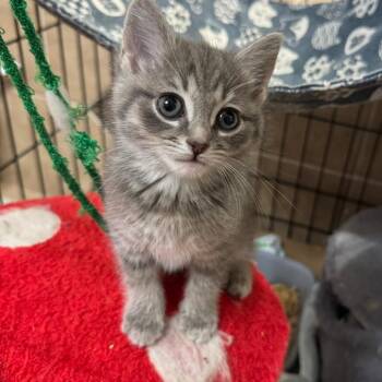 Steady As The Rain -  Domestic Short Hair Cat for Adoption in Fredericksburg, Virginia - Steady As The Rain | PetCurious