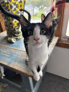 Rescue American Shorthair Cats for Adoption in Hopewell, Virginia - Tommy | PetCurious