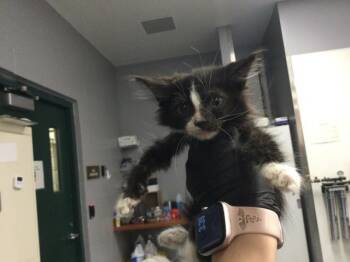 A1920477 -  Domestic Short Hair Cat Available for Adoption in Thousand Palms, California - A1920477 | PetCurious