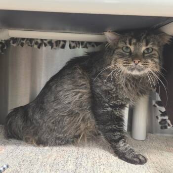 Domestic Long Hair Cats Available for Adoption - Wakanda | PetCurious