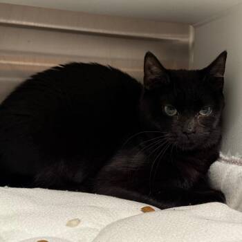 Domestic Short Hair Cats Available for Adoption - Shadow | PetCurious