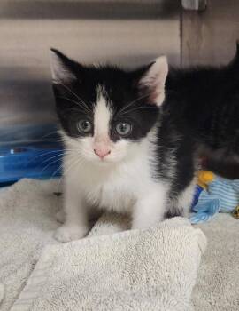 Pluto -  Domestic Short Hair Cat for Adoption in Great Bend, Kansas - Pluto | PetCurious