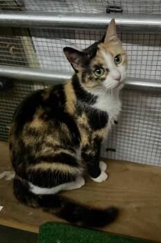 Jeanie -  Domestic Short Hair Cat Available for Adoption in Mount Pleasant, Texas - Jeanie | PetCurious