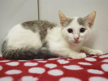 SHAKIRA -  Domestic Short Hair Cat for Adoption in Sacramento, California - SHAKIRA | PetCurious