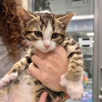 Domestic Medium Hair Cats Available for Adoption in Briarcliff Manor, New York - Jaime | PetCurious