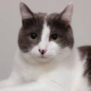 Kiko -  Domestic Short Hair Cat for Adoption in Hilliard, Ohio - Kiko | PetCurious