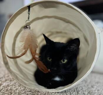 Rescue Domestic Short Hair Cats for Adoption in Holly, Michigan - Romeo | PetCurious