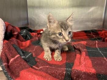 A232251 -  Domestic Short Hair Cat for Adoption in Grand Prairie, Texas - A232251 | PetCurious