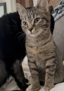 Tabby Cats Available for Adoption in Greenville, Delaware - Dunkin (FCID# 12/18/2025 - 8) C | PetCurious
