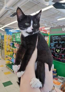Tuxedo Cats Available for Adoption in New Albany, Ohio - Cameron | PetCurious