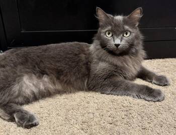 Domestic Long Hair Cats Available for Adoption in St. Helens, Oregon - Smokey 26-05 | PetCurious