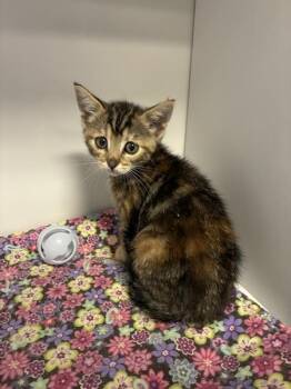 Bunny -  Domestic Short Hair Cat for Adoption in Salt Lake City, Utah - Bunny | PetCurious