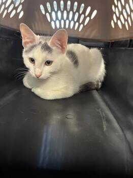 A138314 -  Domestic Short Hair Cat for Adoption in Palmetto, Florida - A138314 | PetCurious