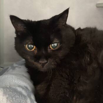 Rescue American Shorthair Cats for Adoption in Sarasota, Florida - Mitty | PetCurious