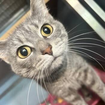 Graycee -  Domestic Short Hair Cat for Adoption in Uniontown, Pennsylvania - Graycee | PetCurious