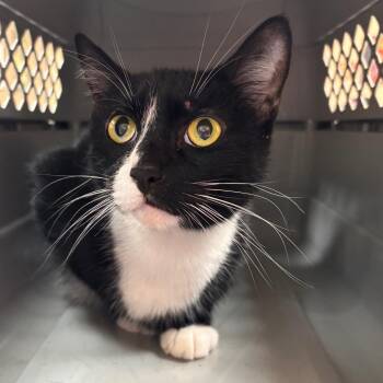 Buddy -  Domestic Short Hair Cat for Adoption in Birmingham, Alabama - Buddy | PetCurious