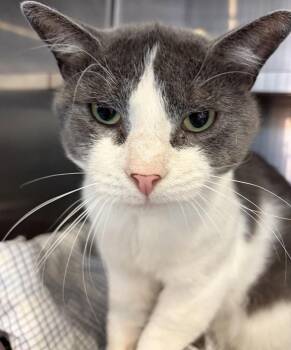 FIV+ Elroy -  Domestic Short Hair Cat for Adoption in Southbury, Connecticut - FIV+ Elroy | PetCurious