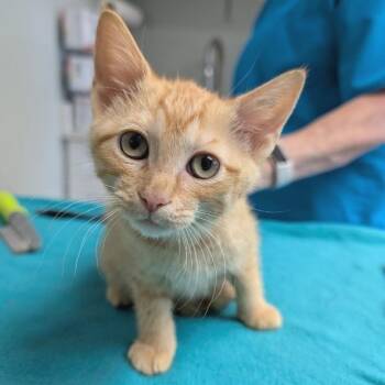 Cheese Doodle -  Domestic Short Hair Cat for Adoption in Cumming, Georgia - Cheese Doodle | PetCurious