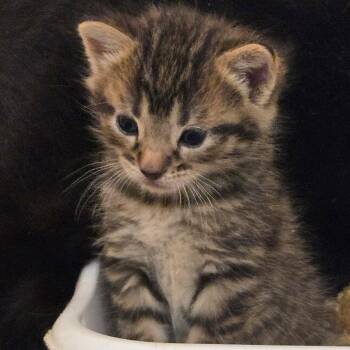 Mocha -  Domestic Short Hair Cat for Adoption in Bel Air, Maryland - Mocha | PetCurious