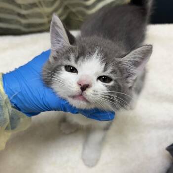 R.E.M -  Domestic Short Hair Cat for Adoption in Evanston, Illinois - R.E.M | PetCurious