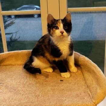 Eira -  Domestic Short Hair and Calico Cat for Adoption in Mastic, New York - Eira | PetCurious