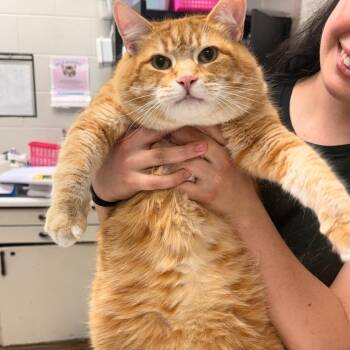 Theodore -  Domestic Short Hair Cat for Adoption in Evansville, Indiana - Theodore | PetCurious