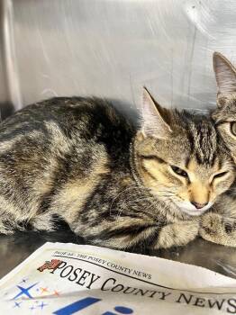 Domestic Short Hair Cats Available for Adoption in Hopkinsville, Kentucky - Faye | PetCurious