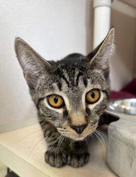 Colin - I AM AT PetSmart Framingham -  Domestic Short Hair Cat for Adoption in East Brookfield, Massachusetts - Colin - I AM AT PetSmart Framingham | PetCurious