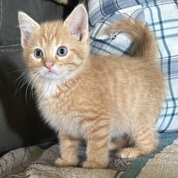 Domestic Medium Hair Cats Available for Adoption in Lancaster, Ohio - Archie | PetCurious