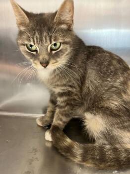 Domestic Short Hair Cats Available for Adoption in Hopkinsville, Kentucky - Sidney | PetCurious