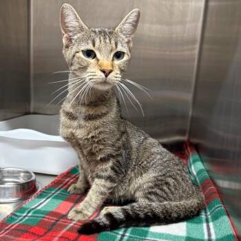Hazel -  Domestic Short Hair Cat for Adoption in Morganton, North Carolina - Hazel | PetCurious