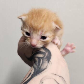 Apple Pie -  Domestic Short Hair Cat Available for Adoption in North Battleford, Saskatchewan - Apple Pie | PetCurious