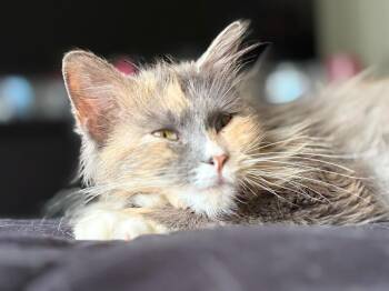 Calico Cats Available for Adoption in San Antonio, Texas - Chai | PetCurious