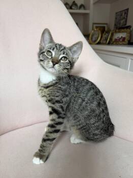 Tabby and Domestic Short Hair Cats Available for Adoption in Walnut Creek, California - Dolce | PetCurious