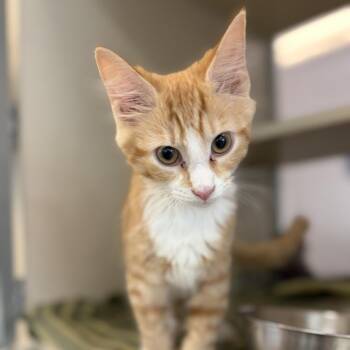 Jake -  Domestic Short Hair Cat for Adoption in Gloucester, Virginia - Jake | PetCurious