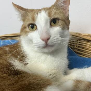 Domestic Short Hair Cats Available for Adoption in Sainte-angèle-de-monnoir, Quebec - ZARA (CR/SC) | PetCurious