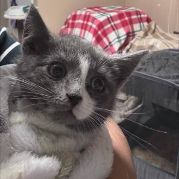 Ash -  Domestic Short Hair Cat for Adoption in New York, New York - Ash | PetCurious