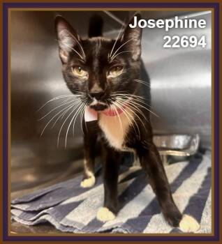 JOSEPHINE -  Domestic Short Hair Cat for Adoption in Marietta, Georgia - JOSEPHINE | PetCurious