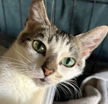 HOUDINA -  Domestic Short Hair Cat for Adoption in Camarillo, California - HOUDINA | PetCurious