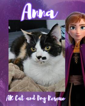Domestic Short Hair Cats Available for Adoption in Wasilla, Alaska - Anna | PetCurious