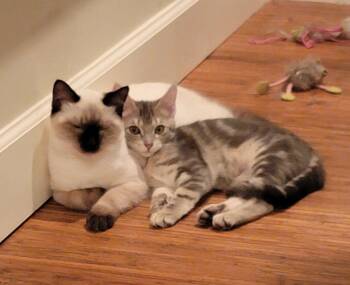 Siamese Cats Available for Adoption - Fancy | PetCurious
