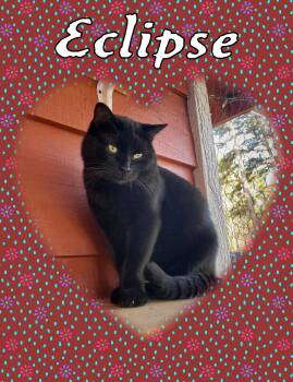 Eclipse -  Domestic Short Hair Cat for Adoption in Piedmont, Missouri - Eclipse | PetCurious
