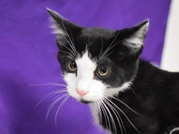Seed -  Domestic Short Hair Cat for Adoption in Portland, Oregon - Seed | PetCurious