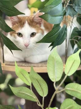 Rescue Domestic Short Hair Cats for Adoption in Plymouth, Minnesota - Doodle ~Adoption Center Cat~ | PetCurious