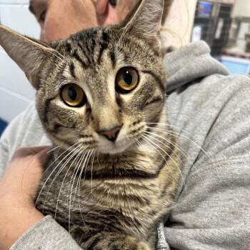 Thing 2 -  Domestic Short Hair Cat for Adoption in Newport, North Carolina - Thing 2 | PetCurious